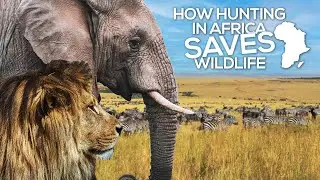 Africa and Hunting | Conservation Success Stories