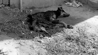 The poor dog was hit by a car and left with a broken front leg