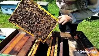 Подставляю суш зацветает акация
