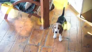 Мой щенок