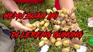 DIHUTAN NEMU BUAH GINIAN.....