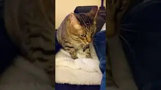 Biscuit Time #shorts #cat #pets