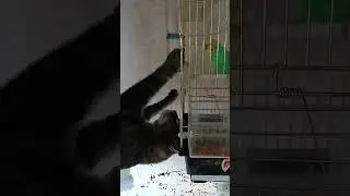 Сэм "дружит" с Крошкой.