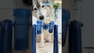 GATTO vs CANE: Chi RUBERÁ per PRIMO i CROCCANTINI?🐱🍪🐶 