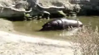 Hippopotamus Гиппопотам