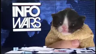 Alex Jones the cat