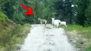 A Wolf Against Three Sheep  Animal Incidents That Got Caught On Camera