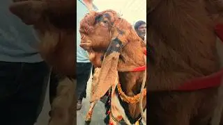রূপের বাহার বড় পাঠা ছাগলের ৯০ হাজার টাকা দাম #shorts