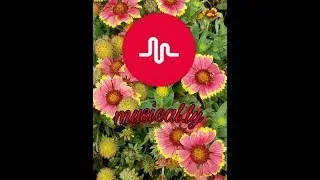 Наши видео в musical.ly