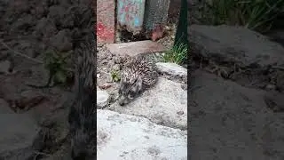 Нашествие ежей!