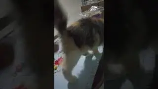 Detik-detik sebelum Kejadian #cat #kucing #hiburan #lucu #funny #kucinnglucu #shortvideo #short