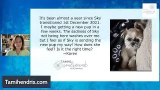 Animal Spirit Gateways - How do Animals Connect to our Past and Future