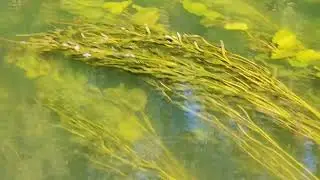 На реке Красивая Меча