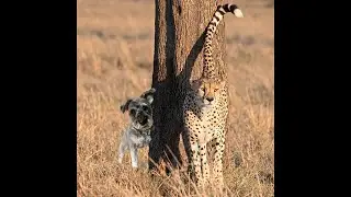 World Wildlife Day Mashup!