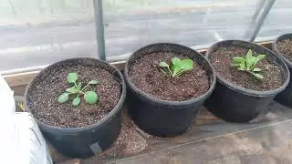 greenhouse late February 2023