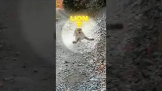 Hiker Gets Attacked By A Mountain Lion