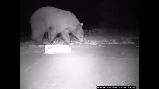 Night Bear