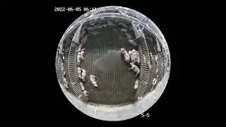 RoiDOME-5
