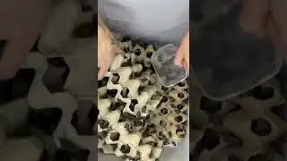 What happens if you release 10,000 cockroaches?