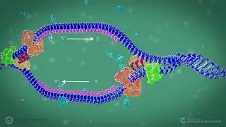 DNA Replication in Prokaryote Organisms