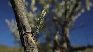 Binlerce Delice Cinsi Yabani Zeytin Ağacını Aşılayarak Ekonomiye Kazandırıyoruz