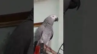 чего орать? Я тебя не кусала...