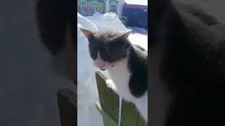 Пушок)