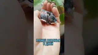 ВОРОБЬЮ 6 ДНЕЙ! ПТЕНЕЦ РАСТЕТ! ПТЕНЕЦ ОТКРЫЛ ГЛАЗА 😍 #спасениептенца #SHORTS