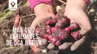 COSECHA DE VARIEDADES, SABORES Y COLORES
