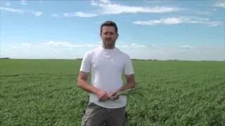 Wheat School: Top Dressing Nitrogen to Boost Protein