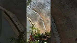Burlap works great and looks great as shade cloth in a greenhouse!  #diy #cattlepanelgreenhouse