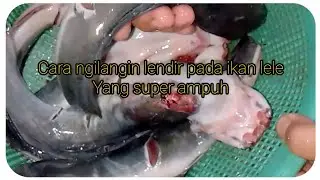tips cara menghilangkan lendir pada ikan lele yang super ampuh