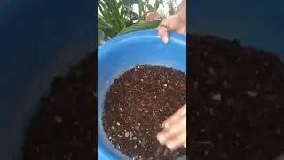 Cuidado de las hoyas