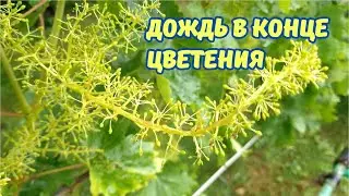 Проблемы после дождя на винограднике.