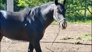 Красавец конь в нашем Дружелюбном.