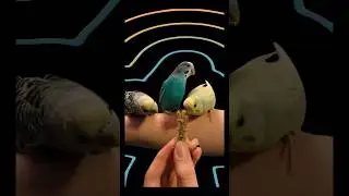 Three Little Birds #edit #birds #cute