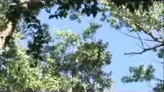 Blue Herons above the Airstream - Sedona