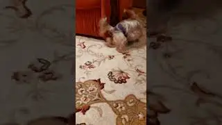 собачий стрип