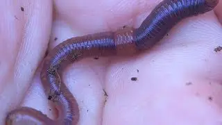 Colgate University Team Visits Adirondacks To Study Earthworms