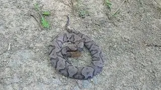 Gravid female copperhead in Nelson County KY field - 22 August 2024