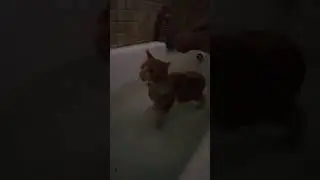 водные процедуры Кота Кекса #Коты #short #лето2024