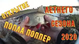 ЗА ЯЗЕМ НА ПОПЛА-ПОППЕР/ОТКРЫТИЕ СЕЗОНА ЛЕТНЕЙ РЫБАЛКИ 2020/FISHING FOR POPLA-POPPER