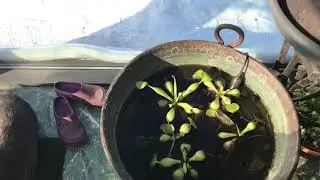 Water Hyacinth