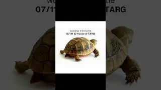 spinning turtle advertisement