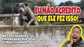 Esses pitbulls fizeram isso!