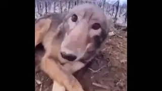 boop