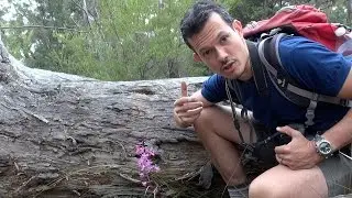 Dipodium roseum orchids in Freycinet National Park Tasmania