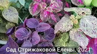 КОЛЕУС ИЗ ЯПОНСКИХ СЕМЯН
