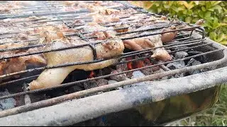Bıldırcın Avı 2023 Kocaeli Kartepe - Quail Hunting in Turkey