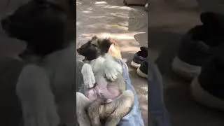 Ayakların köpek yavrusunu sallama
